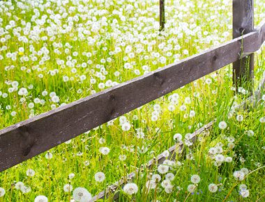 Ahşap çit köyü, karahindiba, alan parlak güneş parlıyor.