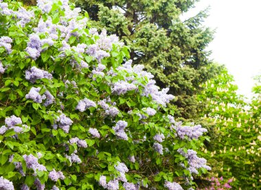 Arka plan olarak yeşil yaprakları ile güneşli bahar günü Garden'da parlak Lila çiçek dolu inanılmaz doğal görünümü.