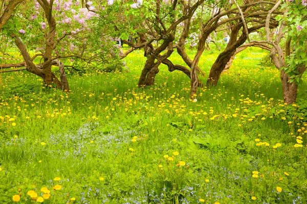 背景として緑の葉で日当たりの良い春の日の庭の明るいライラック花のすばらしい自然景観 — ストック写真