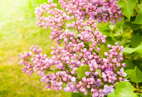 Incredibile Vista Naturale Fiori Lilla Luminosi Giardino Nella Soleggiata Giornata — Foto Stock