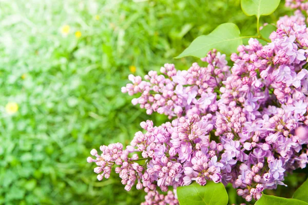 Incredibile Vista Naturale Fiori Lilla Luminosi Giardino Nella Soleggiata Giornata — Foto Stock