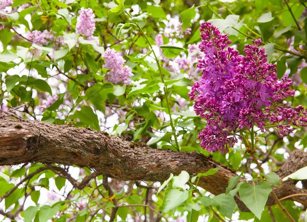 Incredibile Vista Naturale Fiori Lilla Luminosi Giardino Nella Soleggiata Giornata — Foto Stock