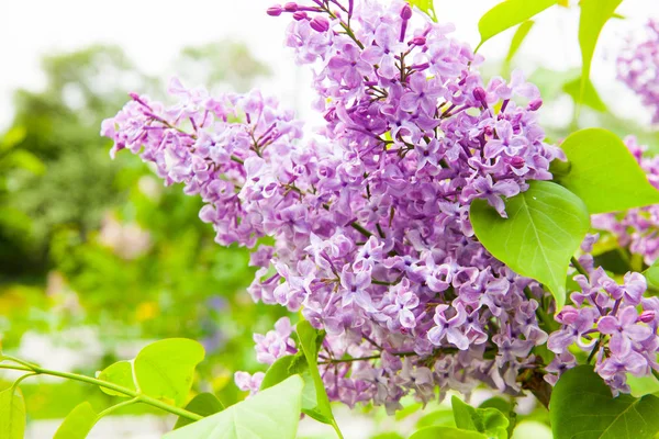 Incredibile Vista Naturale Fiori Lilla Luminosi Giardino Nella Soleggiata Giornata — Foto Stock