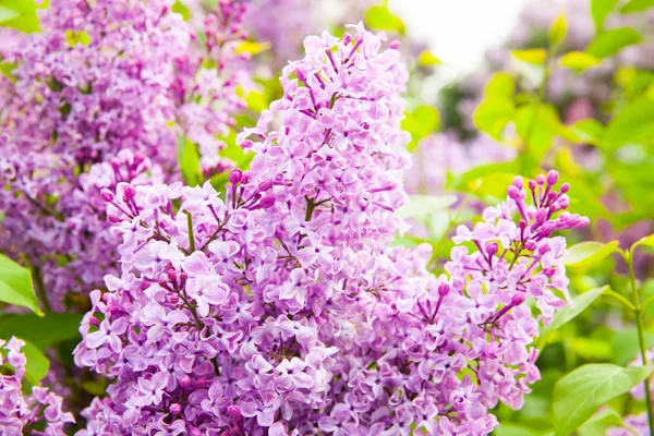 Geweldige Natuurlijke Weergave Van Heldere Lila Bloemen Tuin Aan Zonnige — Stockfoto