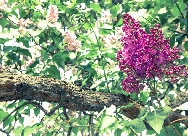 Incredibile Vista Naturale Fiori Lilla Luminosi Giardino Nella Soleggiata Giornata — Foto Stock