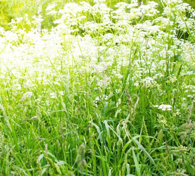 Bir orman çim çiçekli yeşil. Parlak güneş parlıyor.