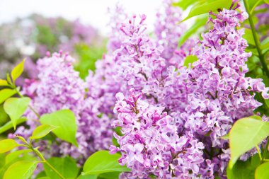 Arka plan olarak yeşil yaprakları ile güneşli bahar günü Garden'da parlak Lila çiçek dolu inanılmaz doğal görünümü.