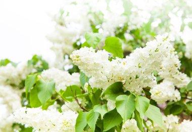 Arka plan olarak yeşil yaprakları ile güneşli bahar günü Garden'da parlak Lila çiçek dolu inanılmaz doğal görünümü.