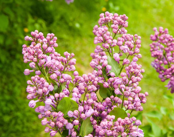 Incredibile Vista Naturale Fiori Lilla Luminosi Giardino Nella Soleggiata Giornata — Foto Stock