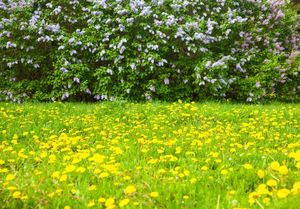 Vista Natural Surpreendente Flores Lilás Brilhantes Jardim Dia Ensolarado Primavera — Fotografia de Stock