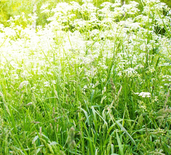 Grama Floração Verde Uma Floresta Sol Brilha Brilhantemente — Fotografia de Stock