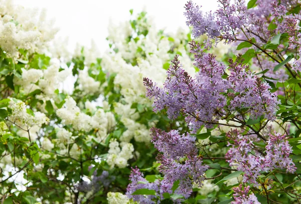 Incredibile Vista Naturale Fiori Lilla Luminosi Giardino Nella Soleggiata Giornata — Foto Stock