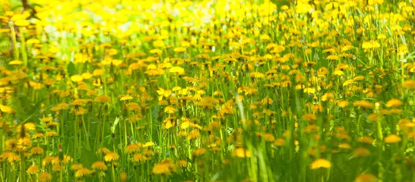 Prado Com Dentes Leão Num Dia Ensolarado Flores Primavera — Fotografia de Stock