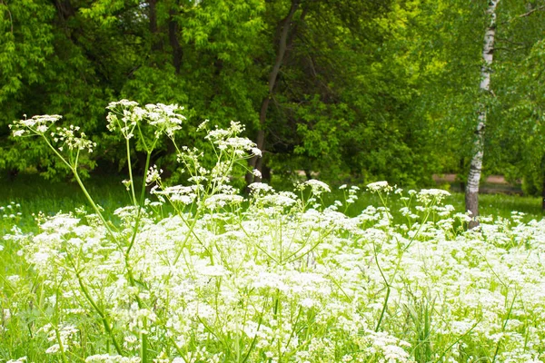 Grama Floração Verde Uma Floresta Sol Brilha Brilhantemente — Fotografia de Stock