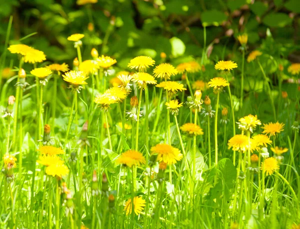 Prado Com Dentes Leão Num Dia Ensolarado Flores Primavera — Fotografia de Stock