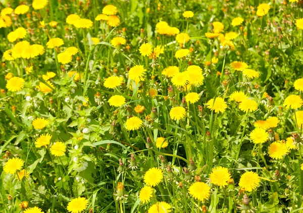 Prado Com Dentes Leão Num Dia Ensolarado Flores Primavera — Fotografia de Stock