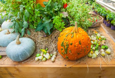 sonbaharda hasat. parlak kabak Güz