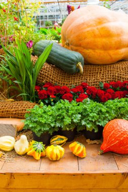 sonbaharda hasat. parlak kabak Güz