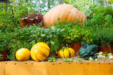 sonbaharda hasat. parlak kabak Güz