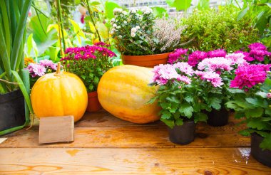 sonbaharda hasat. parlak kabaklar ve çiçekler