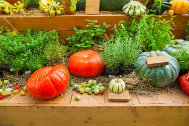 sonbaharda hasat. parlak kabak Güz