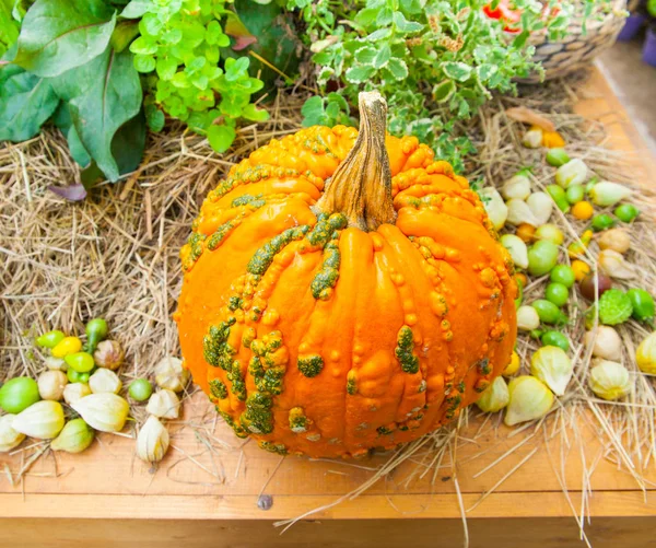 autumn harvest. bright pumpkin  in autumn