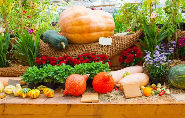 Récolte Automne Citrouilles Brillantes Automne — Photo