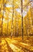 Krásné stromy v podzimním lese. Příroda