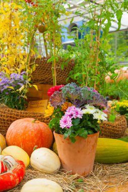 Mevsimlik çiftçiler ürünler ekran Pazar. Renkli balkabağı sonbahar tatil dekorasyon Tarım Fuarı olarak için. Hasat kavramı