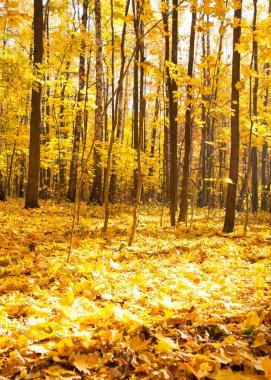 Güzel Ağaçlar Sonbahar ormandaki. Doğa