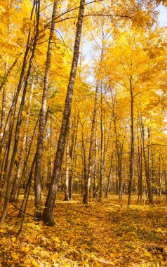Güzel Ağaçlar Sonbahar ormandaki. Doğa