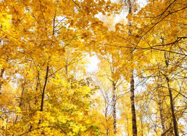 Güzel Ağaçlar Sonbahar ormandaki. Doğa