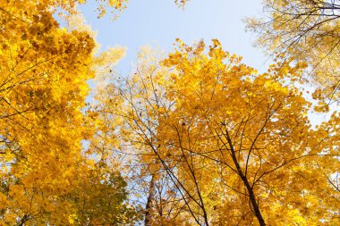 Güzel Ağaçlar Sonbahar ormandaki. Doğa