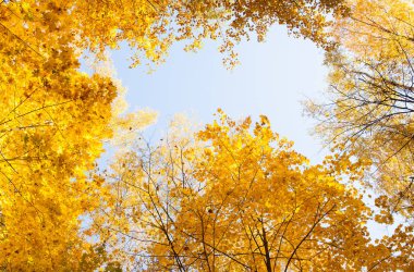 Güzel Ağaçlar Sonbahar ormandaki. Doğa