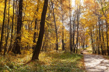 Güzel Ağaçlar Sonbahar ormandaki. Doğa