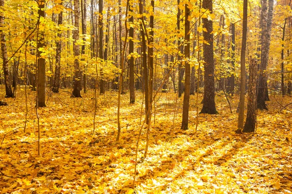 Beaux Arbres Dans Forêt Automne Nature — Photo