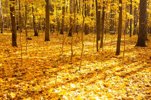 Bellissimi Alberi Nella Foresta Autunnale Natura — Foto Stock