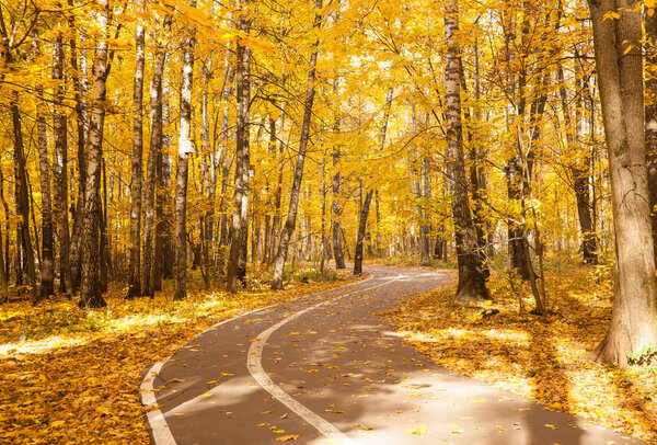 Beautiful trees  in autumn forest. Nature