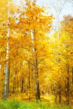 Güzel Ağaçlar Sonbahar ormandaki. Doğa