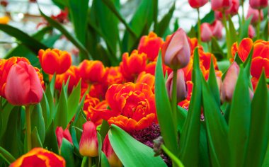 arka plan için güzel kırmızı lale yakın çekim çekim