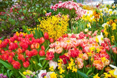 yakın çekim, renkli çeşitli çiçekler sera içinde ateş