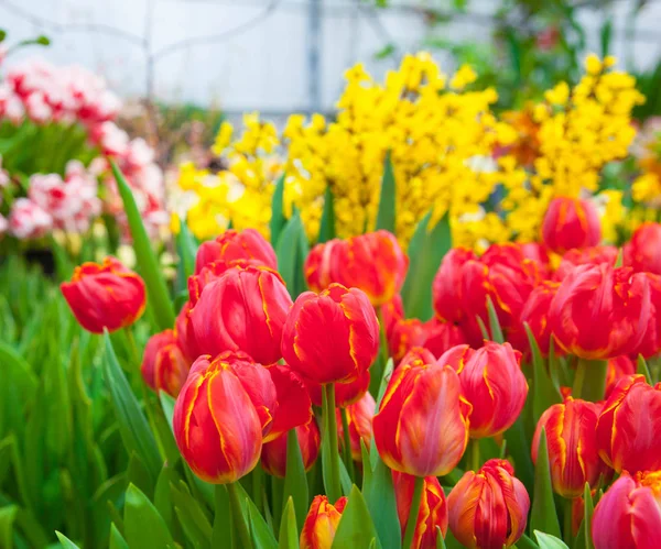 Nahaufnahme Von Bunten Blumen Gewächshaus — Stockfoto