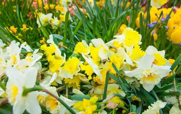 背景の美しい黄色の水仙花のクローズ アップ撮影 — ストック写真
