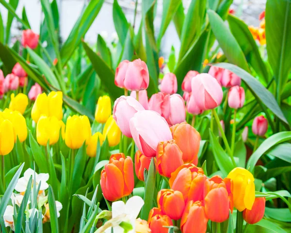 Nahaufnahme Von Schönen Bunten Tulpen Als Hintergrund — Stockfoto