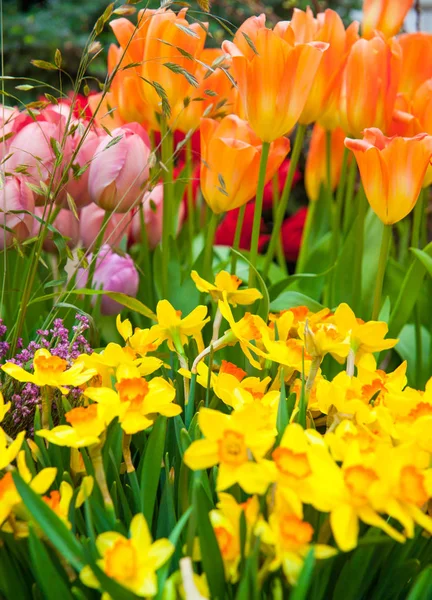 クローズ アップ ショットの美しい背景の様々 なカラフルな花 — ストック写真