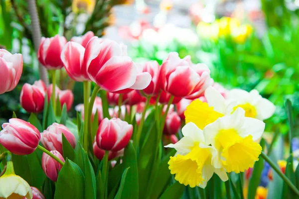 Primer Plano Hermosos Tulipanes Flores Narciso Para Fondo — Foto de Stock