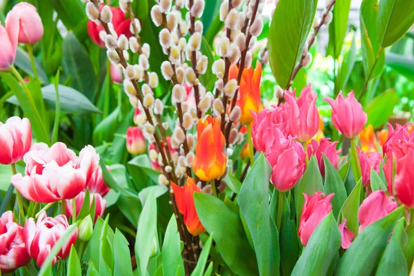 Primo Piano Colpo Vari Fiori Colorati Sfondo — Foto Stock