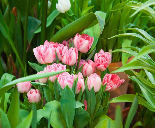 Primer Plano Hermosas Flores Tulipán Rosa Para Fondo — Foto de Stock