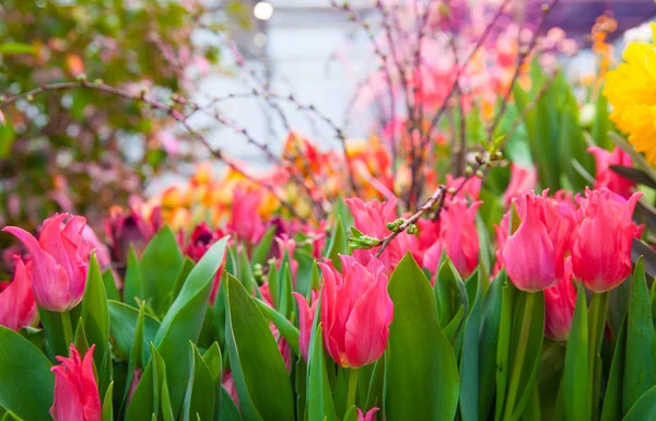 Close Tiro Belas Tulipas Rosa Para Fundo — Fotografia de Stock