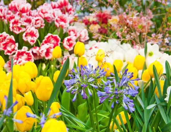 背景の美しい Sss 花のクローズ アップ ショット — ストック写真